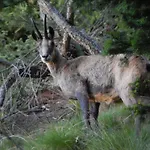 Du Soleil Cogne