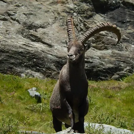 Hotell Du Soleil Cogne