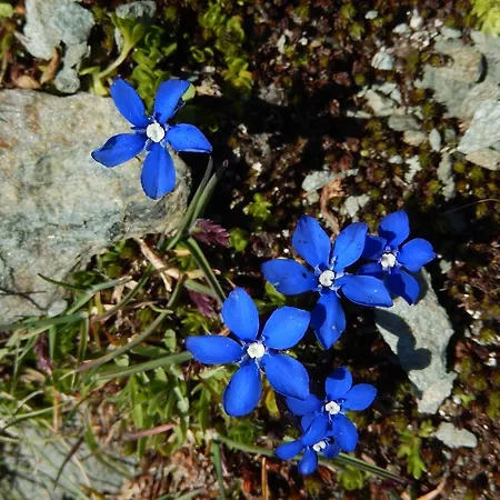 Hotel Du Soleil Cogne