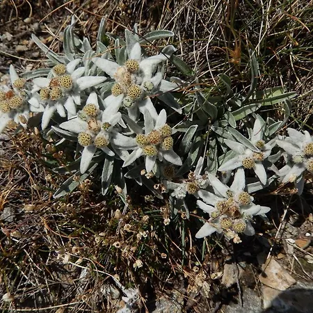 Du Soleil Hotell Cogne