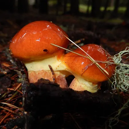 Du Soleil Hotel Cogne