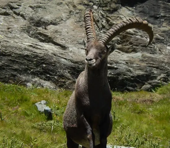 Hotel Du Soleil Cogne