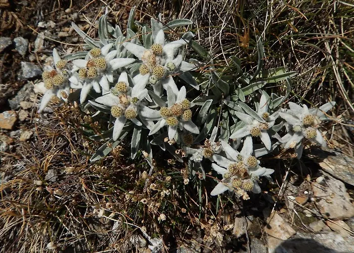 Du Soleil 호텔 코네