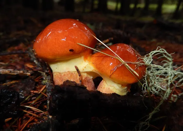 Du Soleil Hotel Cogne